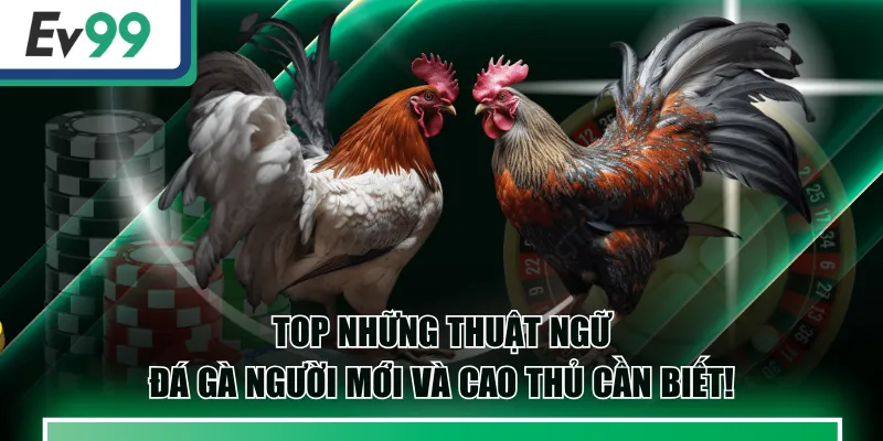 thuật ngữ đá gà